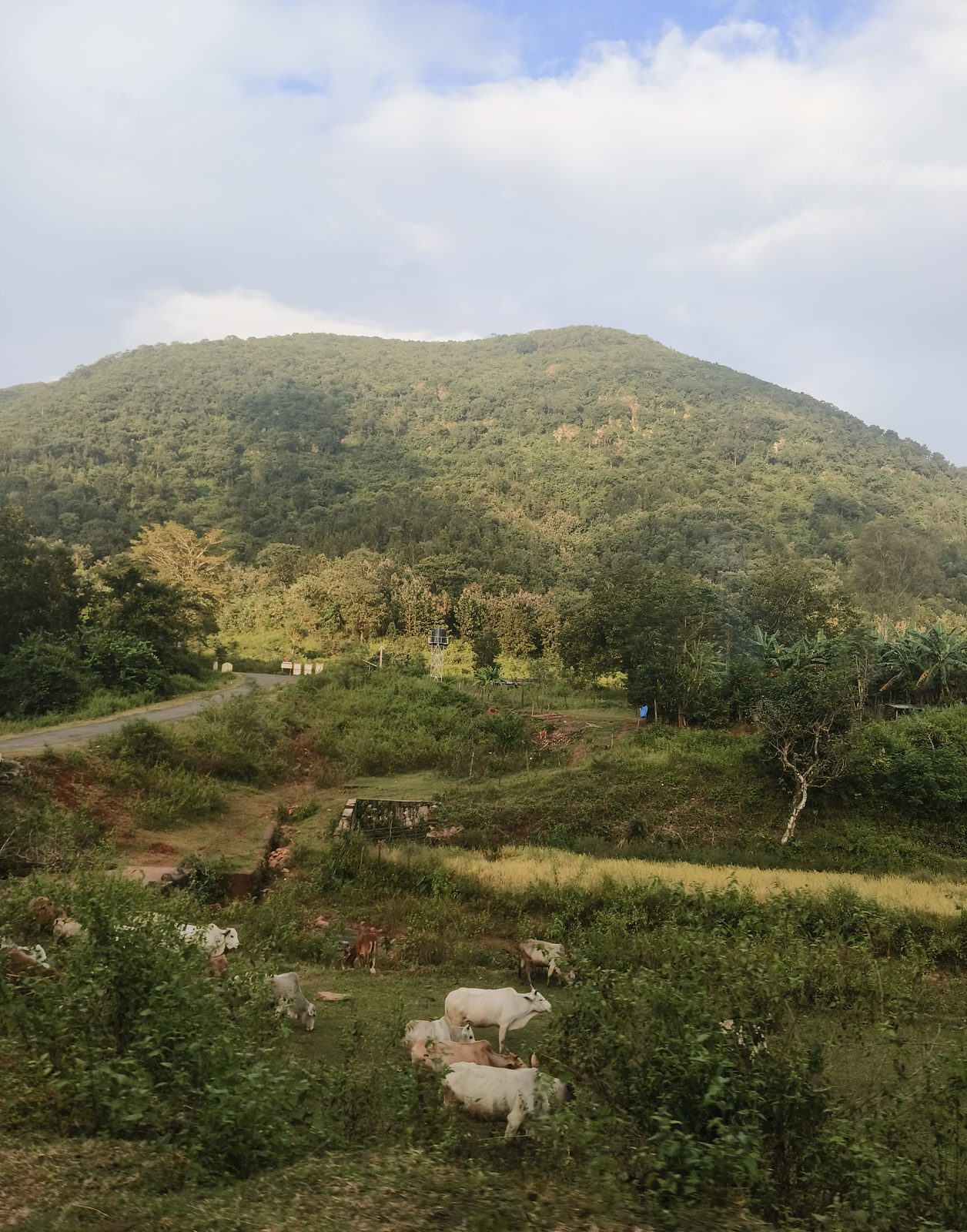 White and brown cattle grazing on rough ground below a forested hill, a strip of paddy turning yellow behind them, a metalled road curving away to the left