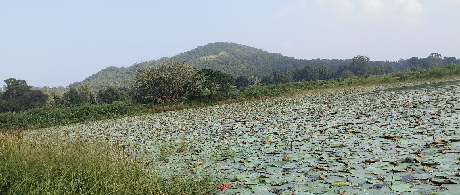 A tank covered edge to edge with lily pads, tall grass in the foreground, a wooded hill rising behind the far bank