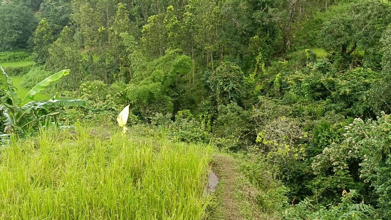 Green paddy after rain, hills in the distance