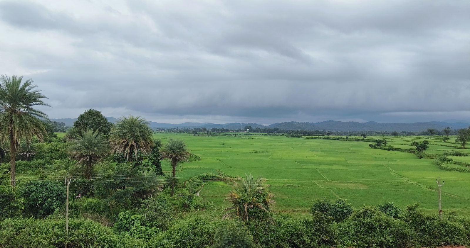 Green paddy stretching to low hills under a flat grey monsoon cloud, date palms and scrub in the foreground, a power line crossing the frame