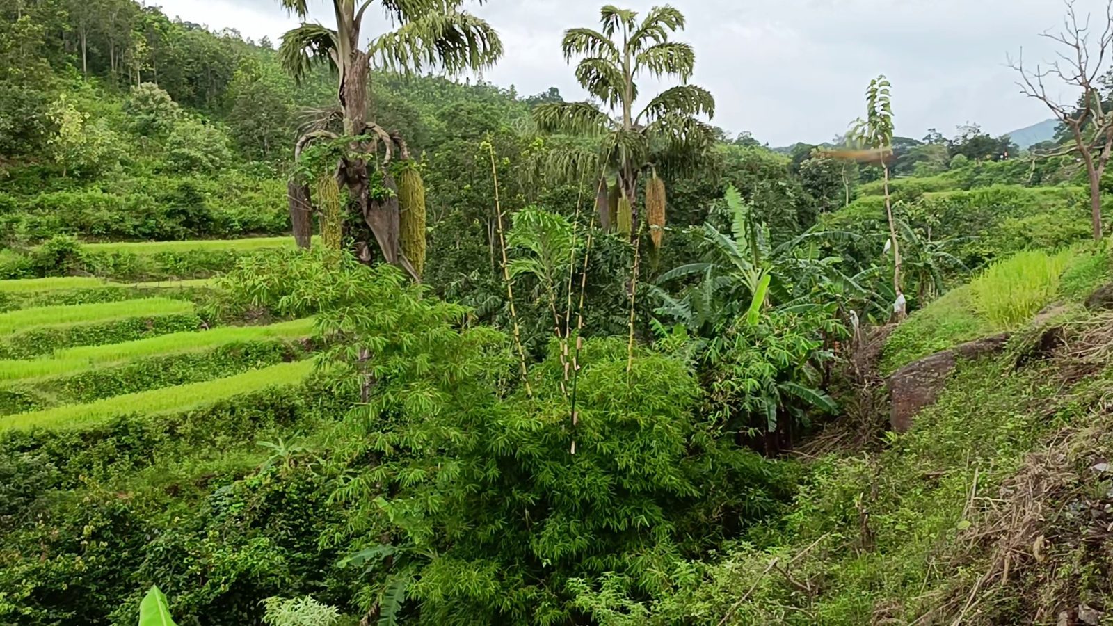 Paddy terraced into a hillside in Kandhamal, banana and palm above the bunds