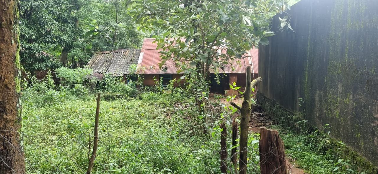 A yard grown over with green after rain, tin and tiled roofs behind it, a moss-covered concrete wall on the right and a barbed wire fence in front
